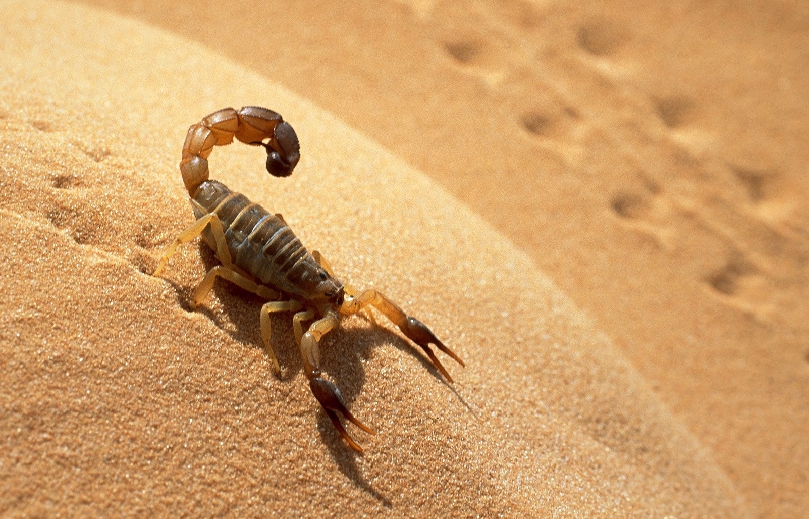Scorpione affinità segno per segno Simone Astro Coach