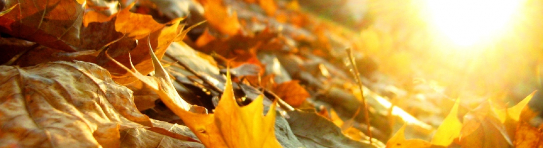 Sole in Bilancia: arriva l’autunno